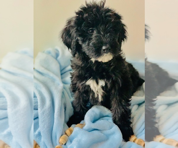 Medium Photo #4 Poodle (Standard) Puppy For Sale in SPRINGBORO, OH, USA