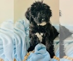 Small Photo #4 Poodle (Standard) Puppy For Sale in SPRINGBORO, OH, USA