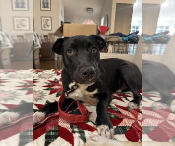 Medium Photo #13 Mutt Puppy For Sale in Boston, MA, USA