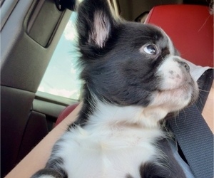 Medium French Bulldog