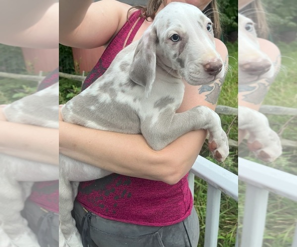 Medium Photo #82 Great Dane Puppy For Sale in SPRAGGS, PA, USA