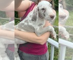 Small Photo #82 Great Dane Puppy For Sale in SPRAGGS, PA, USA
