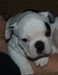 Small Photo #12 French Bulldog Puppy For Sale in GAINESVILLE, GA, USA