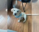Small #1 Mutt