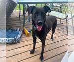 Small #1 Labrador Retriever Mix