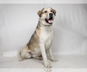 Anatolian Shepherd-Unknown Mix Dogs for adoption in Burbank, CA, USA