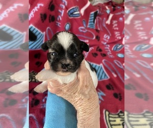 Shih Tzu Puppy for sale in BOLING, TX, USA