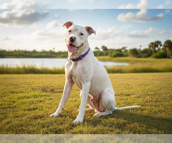 Medium Photo #2 Argentinian Mastiff-Unknown Mix Puppy For Sale in Tavares, FL, USA