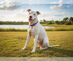 Small #1 Argentinian Mastiff Mix