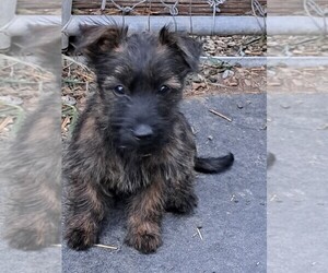 Australian Terrier-Cairn Terrier Mix Puppy for sale in WHITEWOOD, SD, USA