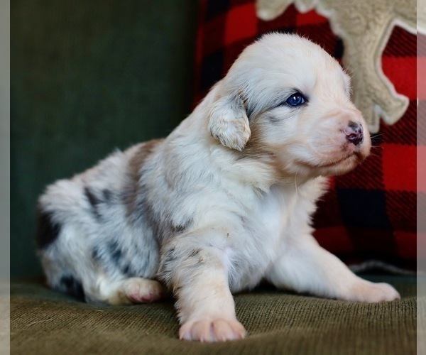Medium Photo #1 Australian Shepherd Puppy For Sale in MARYVILLE, TN, USA