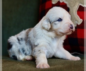 Medium Australian Shepherd