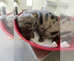 Puppy 6 