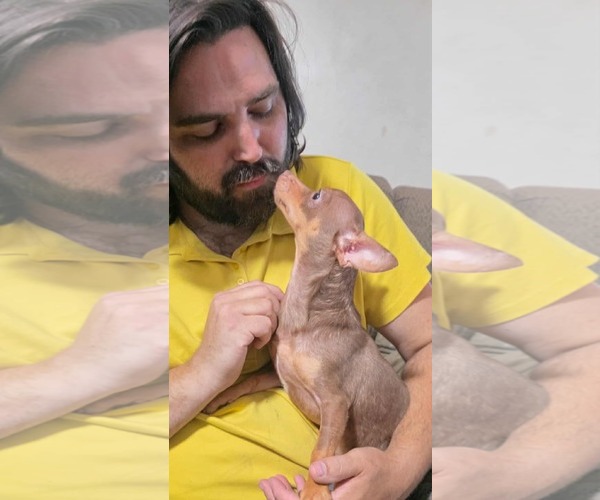 Medium Photo #3 Chihuahua-Unknown Mix Puppy For Sale in Minneapolis, MN, USA