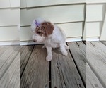 Small Photo #160 Goldendoodle (Miniature) Puppy For Sale in GASTONIA, NC, USA