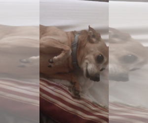 Peanut - Male Chihuahua Dog for Adoption - Photo #3