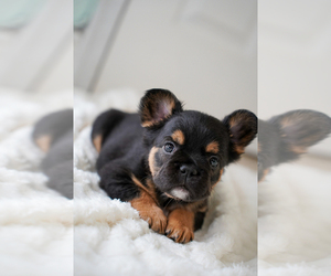 French Bulldog Puppy for sale in POMPANO BEACH, FL, USA