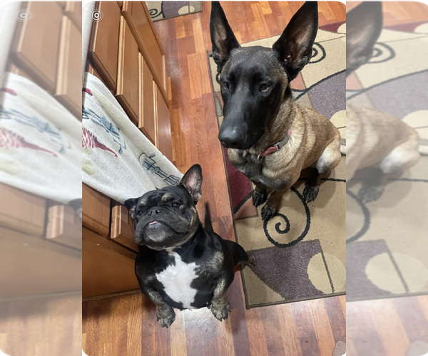 Medium Photo #3 Mutt Puppy For Sale in Imlay City, MI, USA