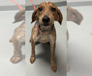 Beagle-Unknown Mix Dogs for adoption in St. Cloud, FL, USA