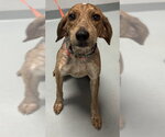 Small Beagle Mix