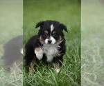 Small #1 Miniature Australian Shepherd