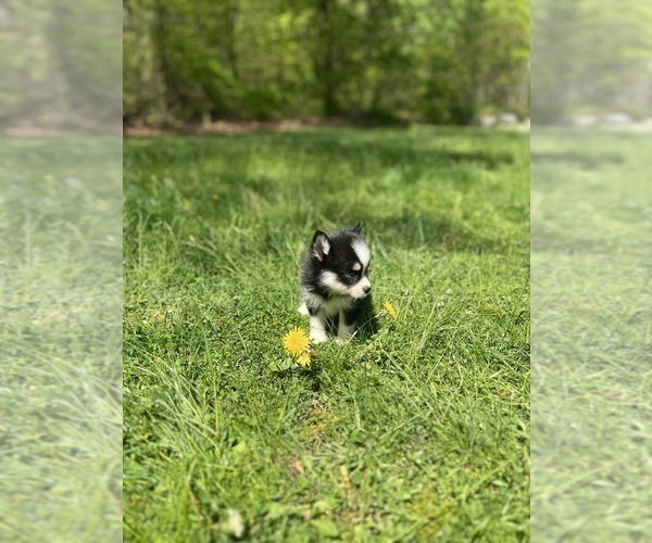 Medium Photo #27 Pomsky Puppy For Sale in DRACUT, MA, USA