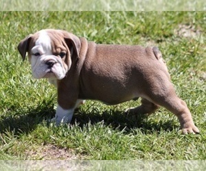Bulldog Puppy for sale in MARSHFIELD, MO, USA