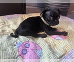 Small Photo #2 Pug Puppy For Sale in EL DORADO, KS, USA