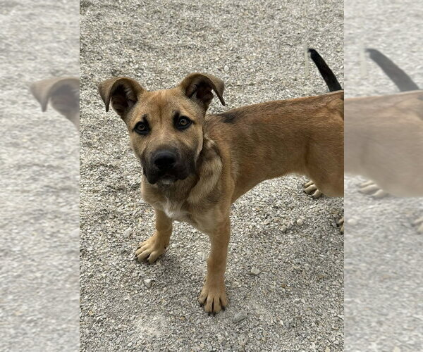 Medium Photo #1 German Shepherd Dog-Unknown Mix Puppy For Sale in Evansville, IN, USA