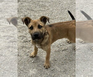 German Shepherd Dog-Unknown Mix Dogs for adoption in Evansville, IN, USA