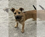 Small German Shepherd Dog Mix