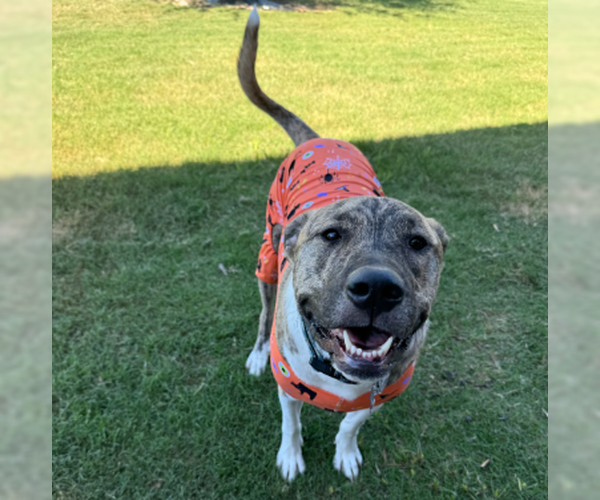 Medium Photo #2 Great Pyrenees-Unknown Mix Puppy For Sale in Denton, TX, USA