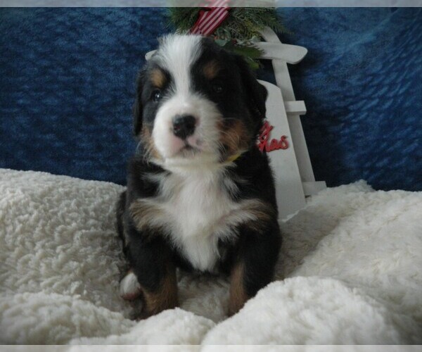 Medium Photo #11 Bernese Mountain Dog Puppy For Sale in CLARE, MI, USA