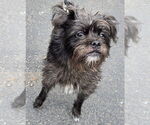 Small #1 Affenpinscher-Cairn Terrier Mix