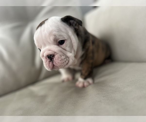 Medium Photo #2 English Bulldog Puppy For Sale in ARNOLD, MO, USA