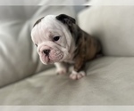 Small Photo #2 English Bulldog Puppy For Sale in ARNOLD, MO, USA