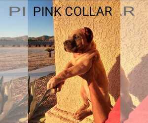 Cane Corso Puppy for Sale in APPLE VALLEY, California USA