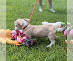 Small #3 Chihuahua