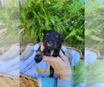 Small Photo #4 Schnauzer (Miniature) Puppy For Sale in BRUNDIDGE, AL, USA