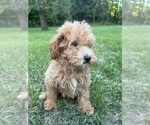 Small #4 Poodle (Miniature)