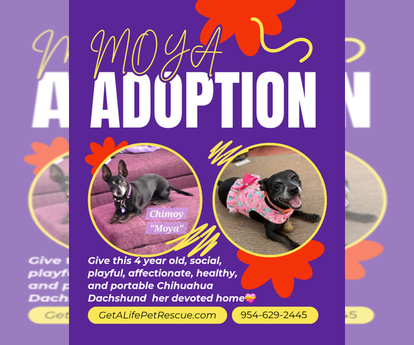 Medium Photo #28 Chiweenie Puppy For Sale in Plantation, FL, USA