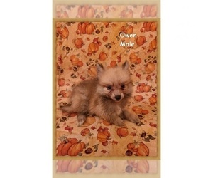 Pomeranian Puppy for sale in CLARKSVILLE, TN, USA