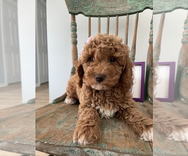 Medium Photo #5 Goldendoodle Puppy For Sale in LOUISVILLE, KY, USA