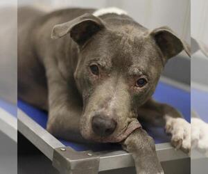 American Staffordshire Terrier-Unknown Mix Dogs for adoption in San Antonio, TX, USA