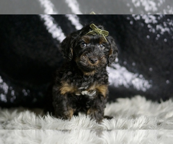 Medium Photo #126 YorkiePoo Puppy For Sale in WARSAW, IN, USA