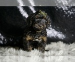 Small #1 YorkiePoo