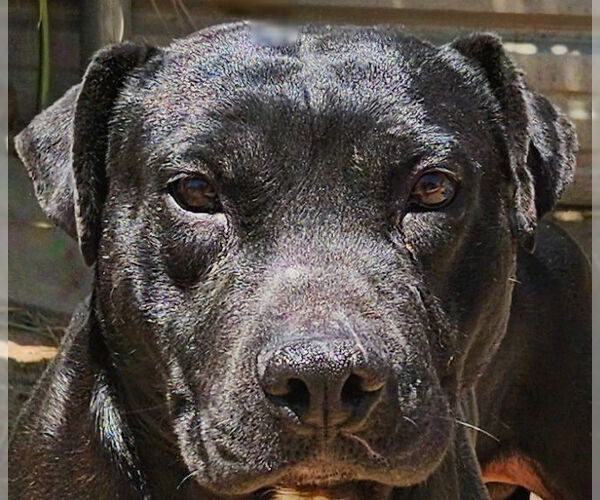 Medium Photo #10 Labrador Retriever-Unknown Mix Puppy For Sale in Lake Forest, CA, USA