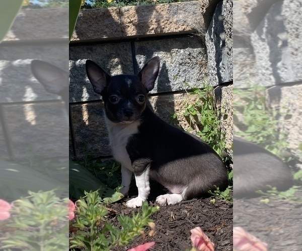 Medium Photo #13 Chihuahua Puppy For Sale in CANOGA, NY, USA