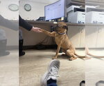 Small #1 Mountain Cur Mix