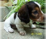 Small #4 Dachshund